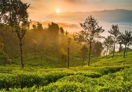ooty